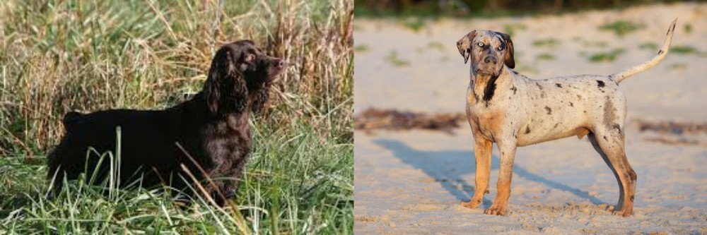 Catahoula Cur vs Boykin Spaniel - Breed Comparison