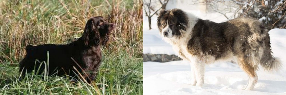Caucasian Shepherd vs Boykin Spaniel - Breed Comparison