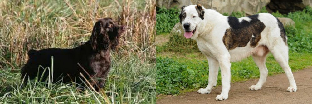 Central Asian Shepherd vs Boykin Spaniel - Breed Comparison