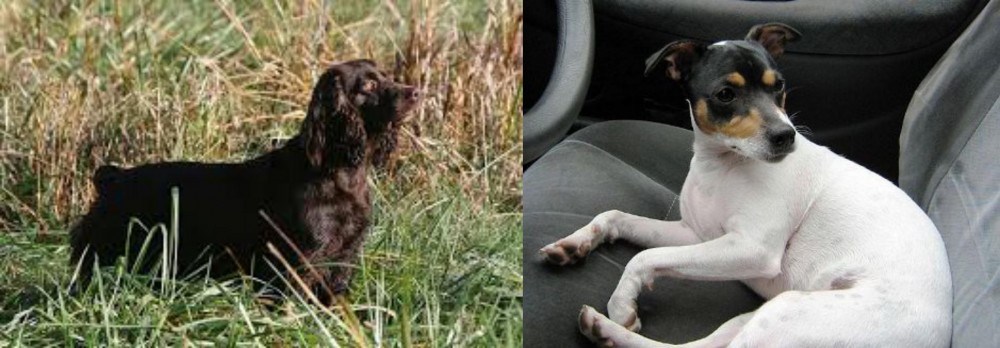Chilean Fox Terrier vs Boykin Spaniel - Breed Comparison