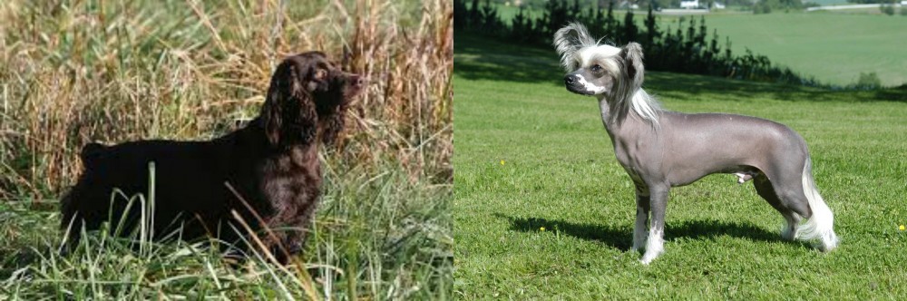 Chinese Crested Dog vs Boykin Spaniel - Breed Comparison