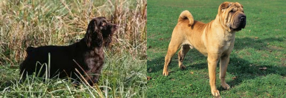 Chinese Shar Pei vs Boykin Spaniel - Breed Comparison