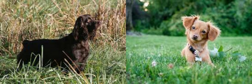 Chiweenie vs Boykin Spaniel - Breed Comparison