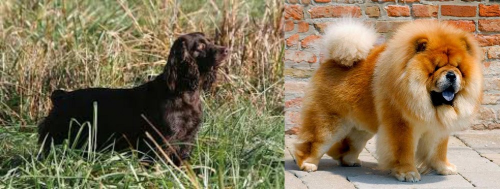 Chow Chow vs Boykin Spaniel - Breed Comparison