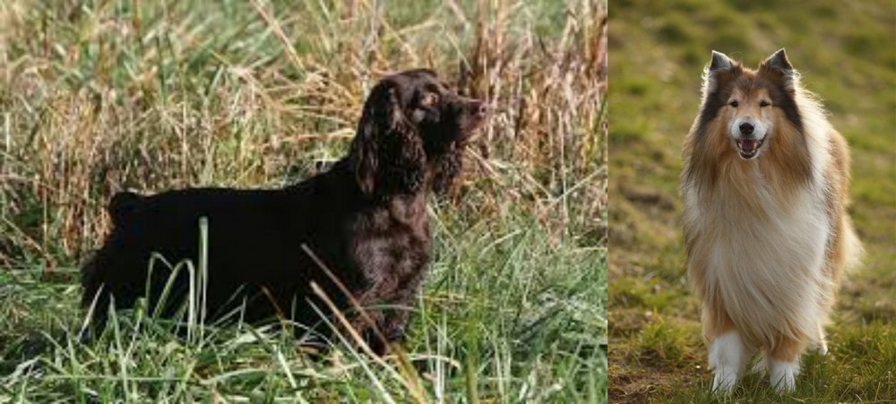Collie vs Boykin Spaniel - Breed Comparison