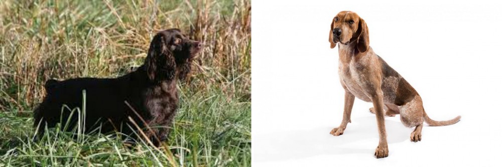 Coonhound vs Boykin Spaniel - Breed Comparison