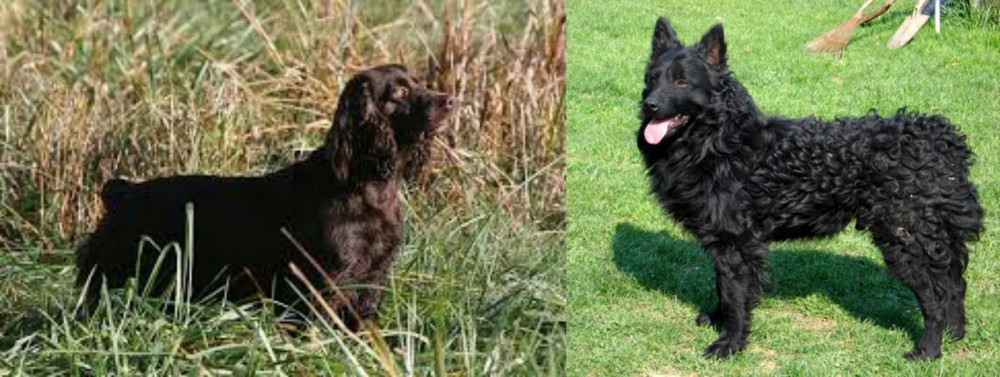 Croatian Sheepdog vs Boykin Spaniel - Breed Comparison