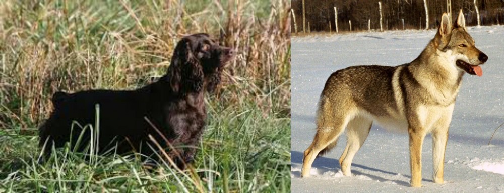 Czechoslovakian Wolfdog vs Boykin Spaniel - Breed Comparison