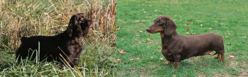 Dachshund vs Boykin Spaniel - Breed Comparison