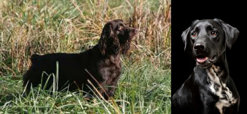 Dalmador vs Boykin Spaniel - Breed Comparison