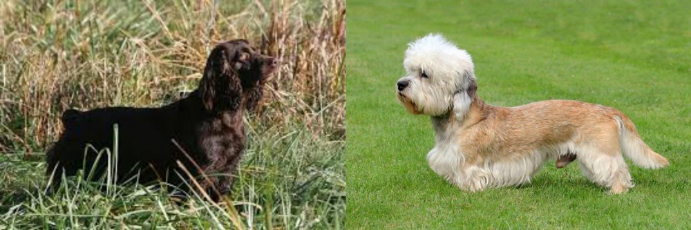 Dandie Dinmont Terrier vs Boykin Spaniel - Breed Comparison