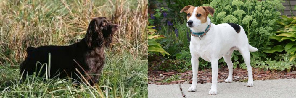 Danish Swedish Farmdog vs Boykin Spaniel - Breed Comparison