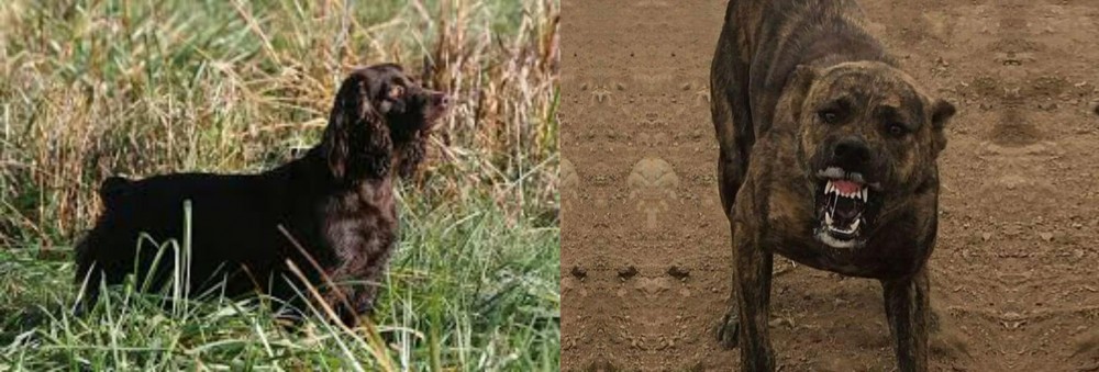 Dogo Sardesco vs Boykin Spaniel - Breed Comparison