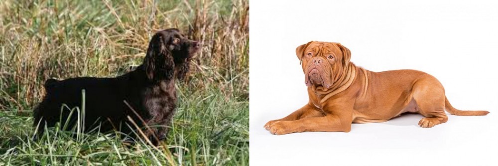 Dogue De Bordeaux vs Boykin Spaniel - Breed Comparison