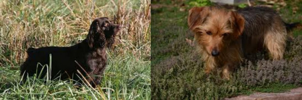 Dorkie vs Boykin Spaniel - Breed Comparison