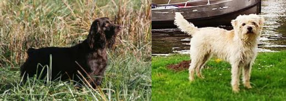 Dutch Smoushond vs Boykin Spaniel - Breed Comparison