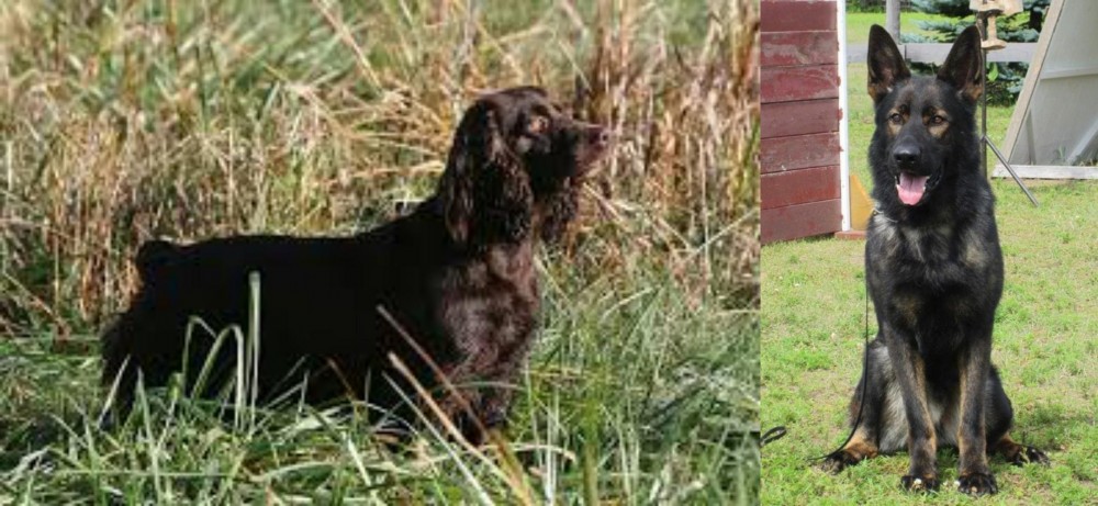 East German Shepherd vs Boykin Spaniel - Breed Comparison