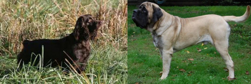 English Mastiff vs Boykin Spaniel - Breed Comparison