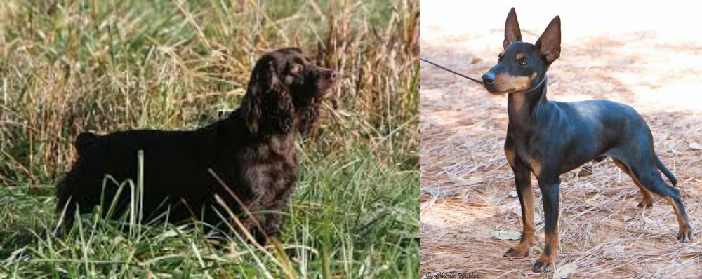 English Toy Terrier (Black & Tan) vs Boykin Spaniel - Breed Comparison
