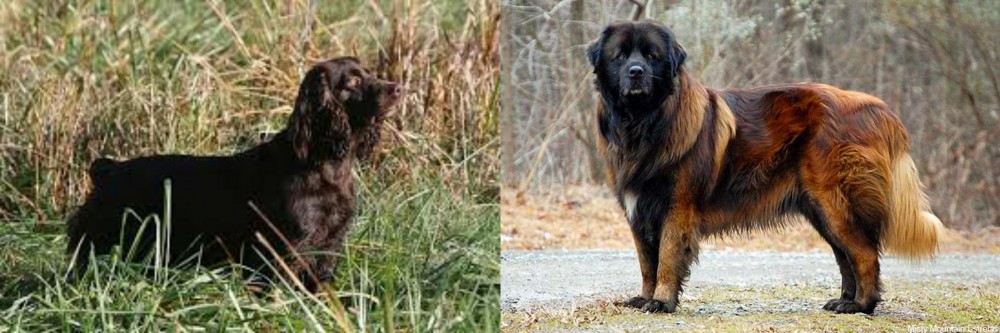 Estrela Mountain Dog vs Boykin Spaniel - Breed Comparison