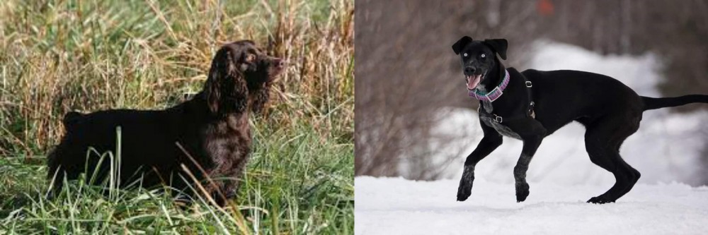 Eurohound vs Boykin Spaniel - Breed Comparison