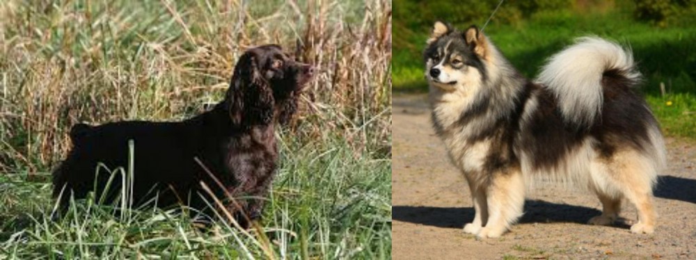 Finnish Lapphund vs Boykin Spaniel - Breed Comparison