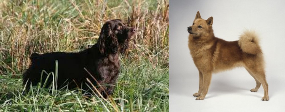 Finnish Spitz vs Boykin Spaniel - Breed Comparison