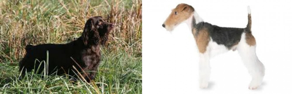 Fox Terrier vs Boykin Spaniel - Breed Comparison