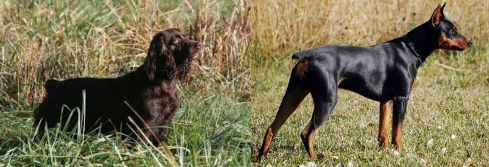German Pinscher vs Boykin Spaniel - Breed Comparison