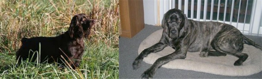 Giant Maso Mastiff vs Boykin Spaniel - Breed Comparison