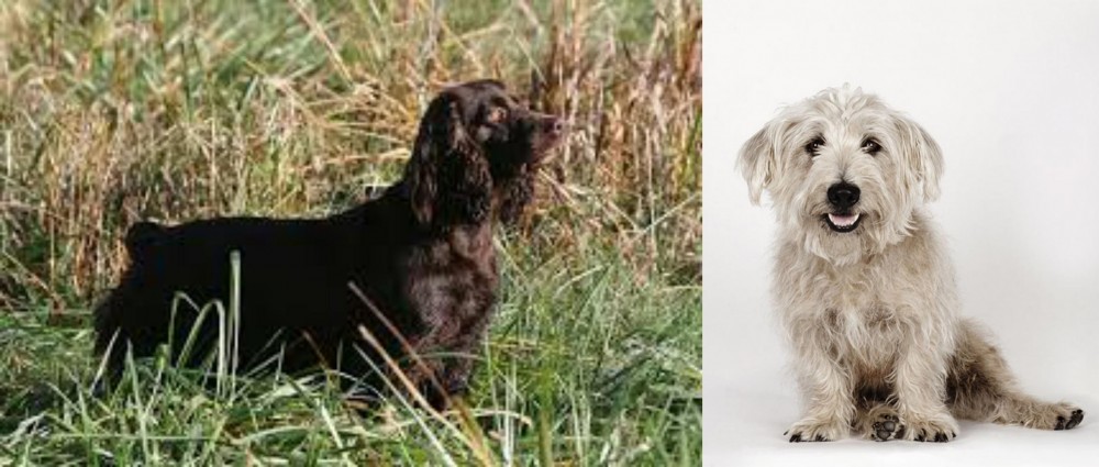Glen of Imaal Terrier vs Boykin Spaniel - Breed Comparison