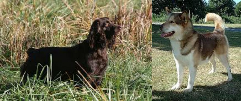 Greenland Dog vs Boykin Spaniel - Breed Comparison