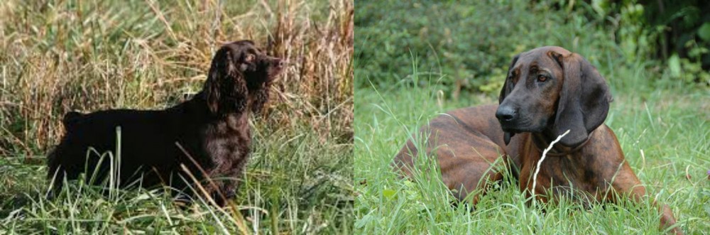 Hanover Hound vs Boykin Spaniel - Breed Comparison
