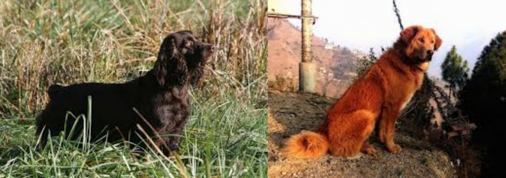 Himalayan Sheepdog vs Boykin Spaniel - Breed Comparison