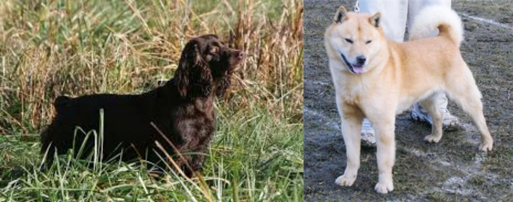 Hokkaido vs Boykin Spaniel - Breed Comparison