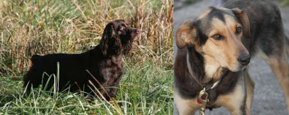 Huntaway vs Boykin Spaniel - Breed Comparison