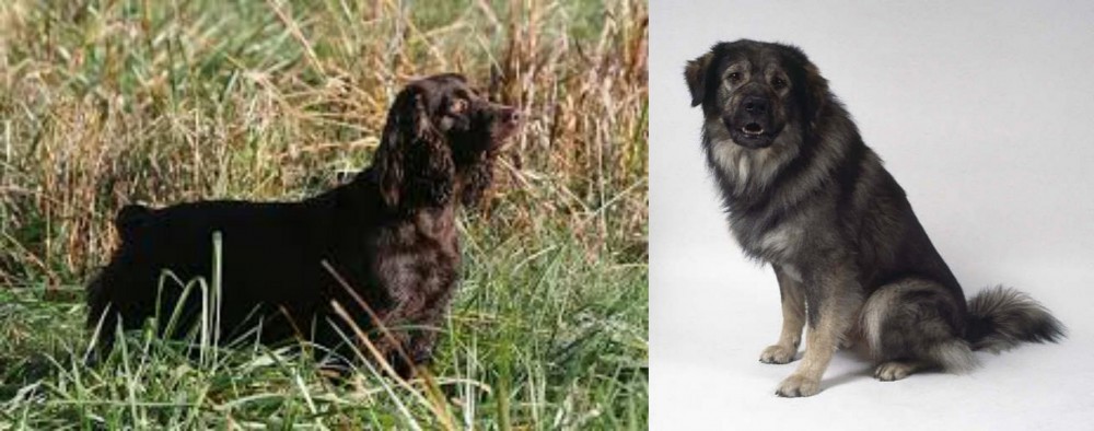 Istrian Sheepdog vs Boykin Spaniel - Breed Comparison