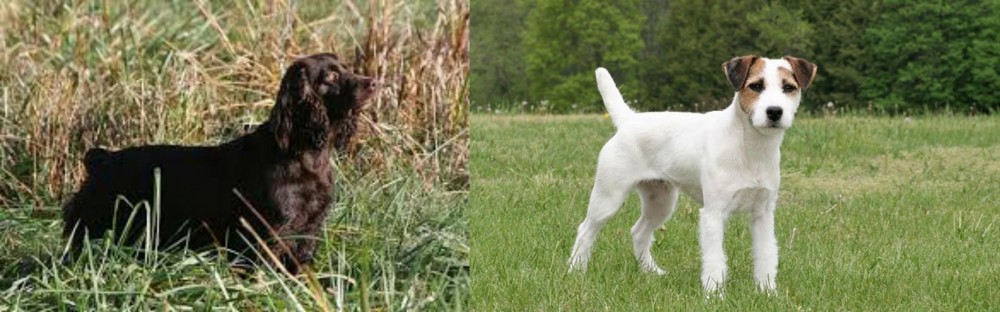 Jack Russell Terrier vs Boykin Spaniel - Breed Comparison