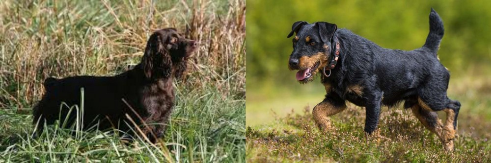Jagdterrier vs Boykin Spaniel - Breed Comparison
