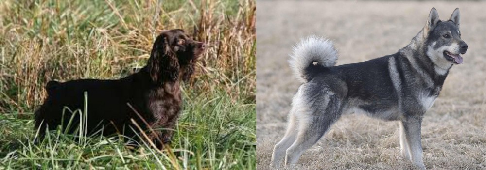 Jamthund vs Boykin Spaniel - Breed Comparison