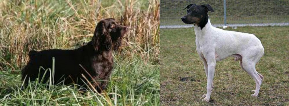 Japanese Terrier vs Boykin Spaniel - Breed Comparison