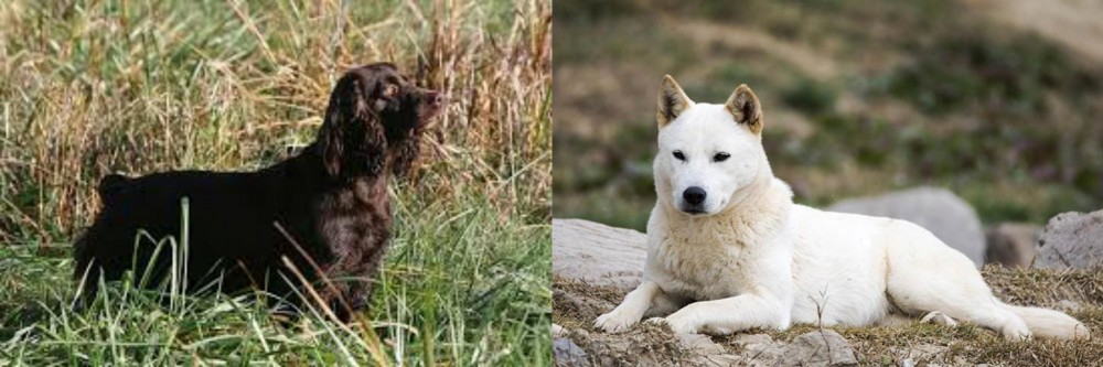Jindo vs Boykin Spaniel - Breed Comparison