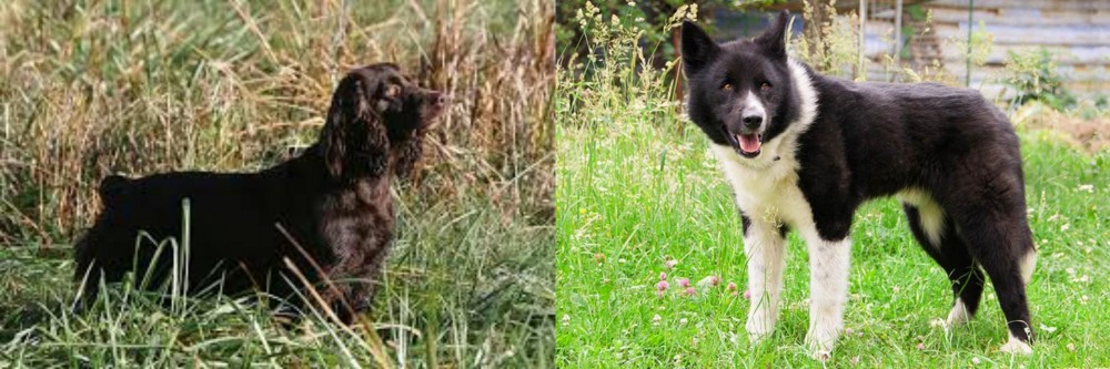 Karelian Bear Dog vs Boykin Spaniel - Breed Comparison