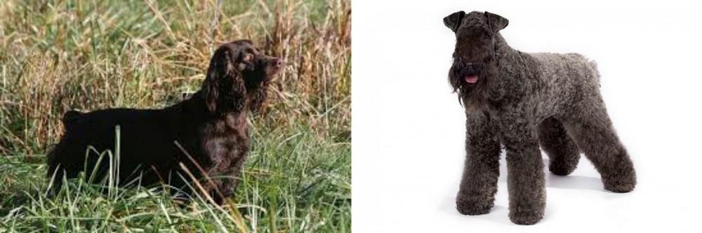 Kerry Blue Terrier vs Boykin Spaniel - Breed Comparison