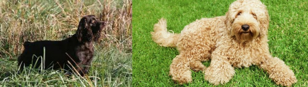 Labradoodle vs Boykin Spaniel - Breed Comparison