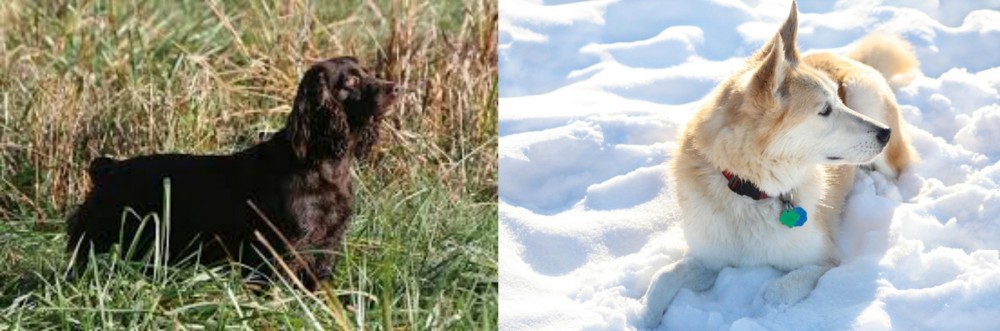 Labrador Husky vs Boykin Spaniel - Breed Comparison