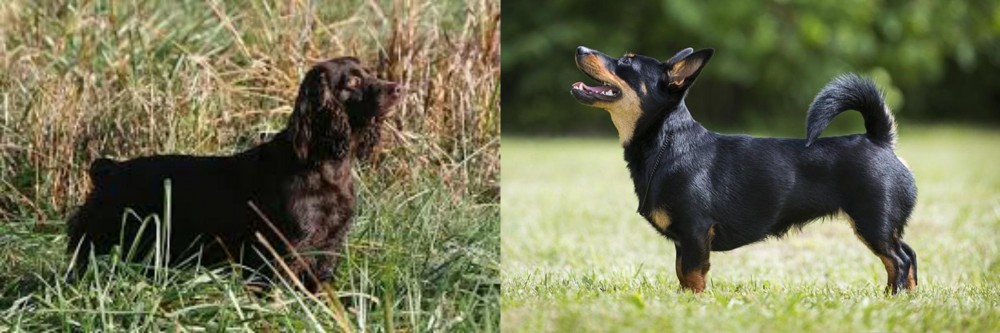 Lancashire Heeler vs Boykin Spaniel - Breed Comparison
