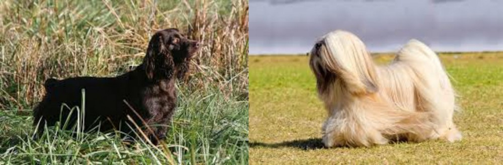 Lhasa Apso vs Boykin Spaniel - Breed Comparison