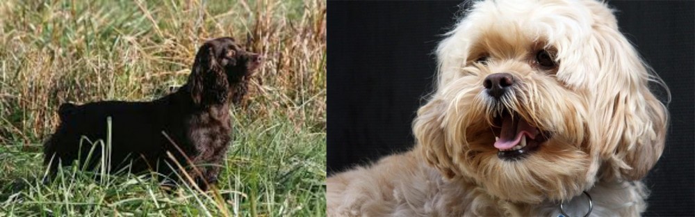 Lhasapoo vs Boykin Spaniel - Breed Comparison