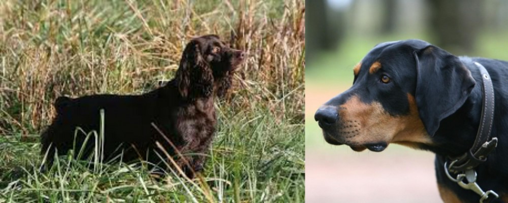 Lithuanian Hound vs Boykin Spaniel - Breed Comparison